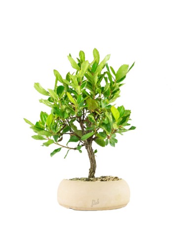 Bonsai di Corbezzolo H35 cm