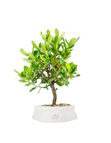 Bonsai di Corbezzolo H35 cm
