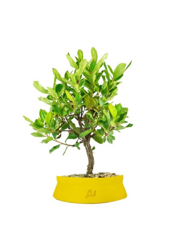 Bonsai di Corbezzolo H35 cm