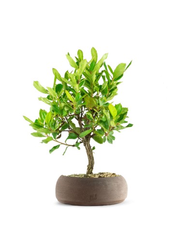 Bonsai di Corbezzolo H35 cm