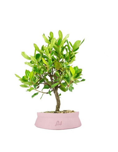 Bonsai di Corbezzolo H35 cm