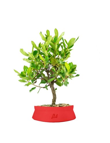 Bonsai di Corbezzolo H35 cm