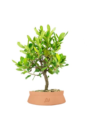 Bonsai di Corbezzolo H35 cm