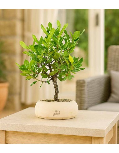 Bonsai di Corbezzolo H35 cm