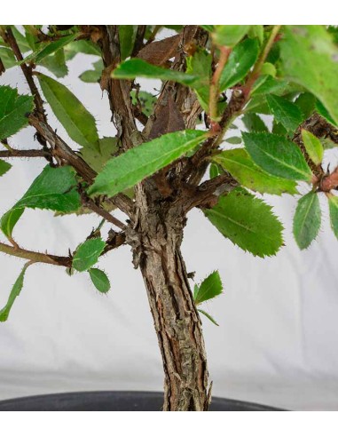 Bonsai di Corbezzolo H35 cm