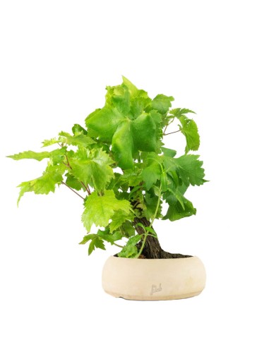 Bonsai Vite H30 cm