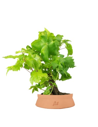 Bonsai Vite H30 cm