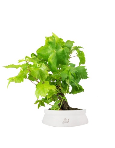 Bonsai Vite H30 cm