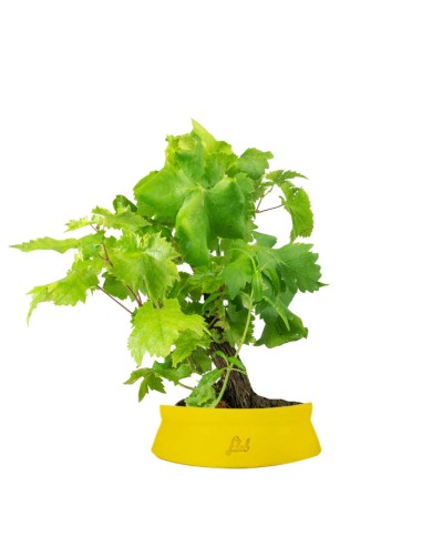Bonsai Vite H30 cm