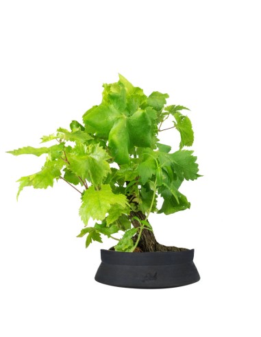 Bonsai Vite H30 cm