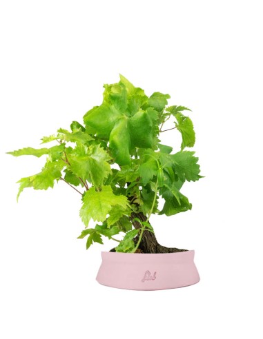 Bonsai Vite H30 cm