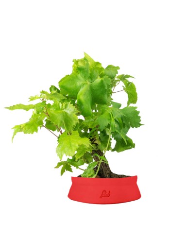 Bonsai Vite H30 cm