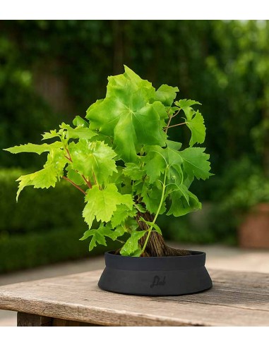 Bonsai Vite H30 cm
