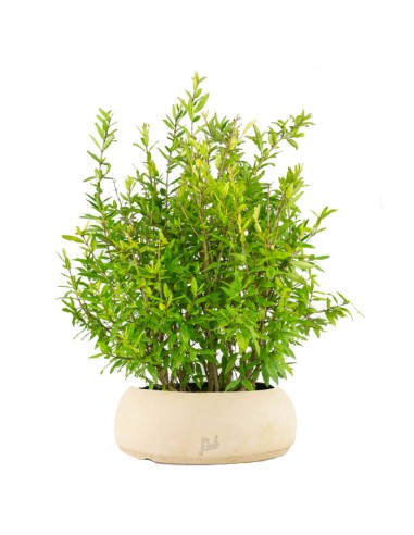 Bonsai di Melograno H45 cm
