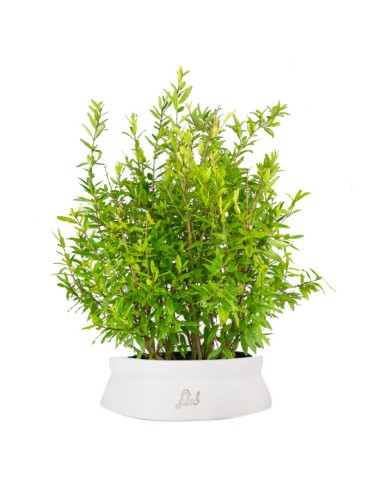 Bonsai di Melograno H45 cm