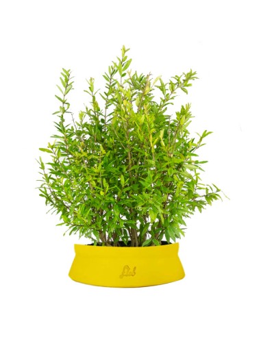 Bonsai di Melograno H45 cm