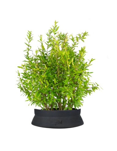 Bonsai di Melograno H45 cm