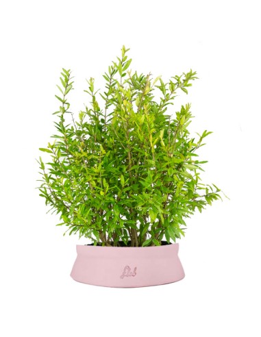 Bonsai di Melograno H45 cm