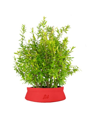Bonsai di Melograno H45 cm