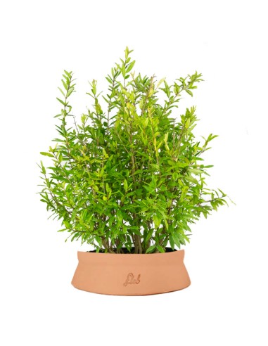 Bonsai di Melograno H45 cm