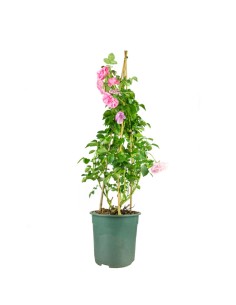 Rosa Rampicante Rosa H80 cm...