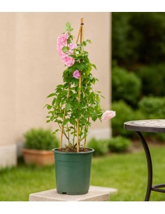 Rosa Rampicante Rosa H80 cm... 2