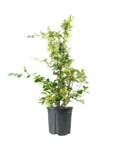 Cotoneaster lacteus H110 cm...