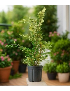 Cotoneaster lacteus H110 cm... 2