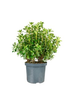 Azalea Japonica Conny Rosa...