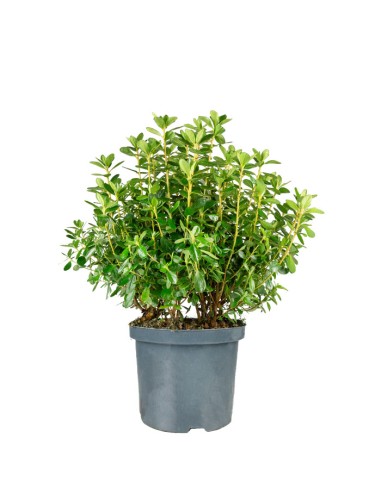 Azalea Japonica Conny Rosa H60 cm in...