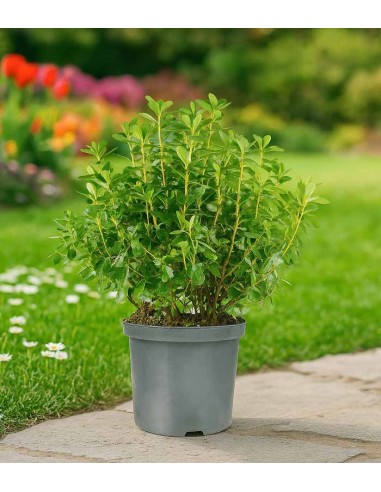 Azalea Japonica Conny Rosa H60 cm in...