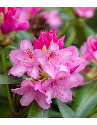 Azalea Japonica Conny Rosa H60 cm in...