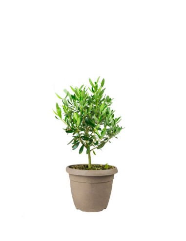Pianta di Ulivo H50 cm in vaso Ø20 –...