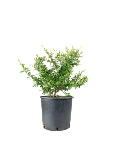 Pyracantha Navaho H55 cm in vaso Ø22...