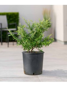 Pyracantha Navaho H55 cm in... 2