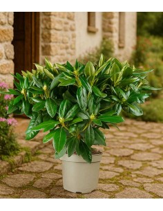 Rododendro H55 cm in vaso... 2