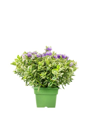 Veronica variegata H40 cm in vaso Ø17...