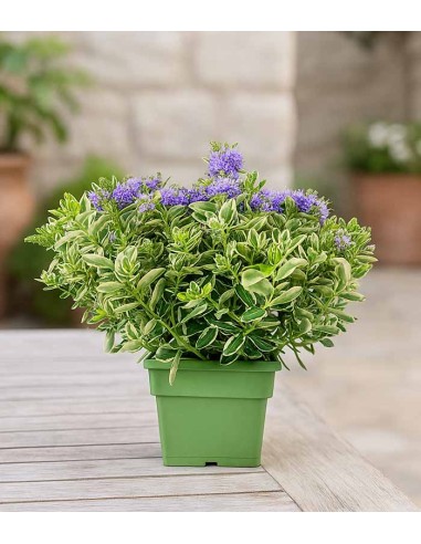 Veronica variegata H40 cm in vaso Ø17...