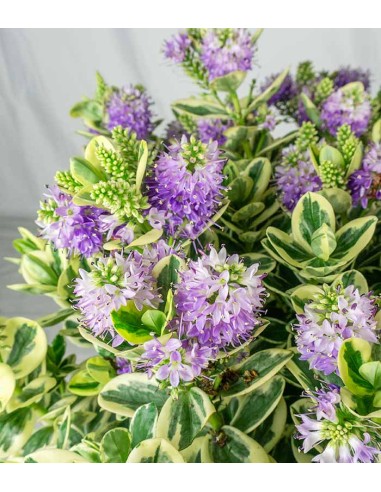 Veronica variegata H40 cm in vaso Ø17...