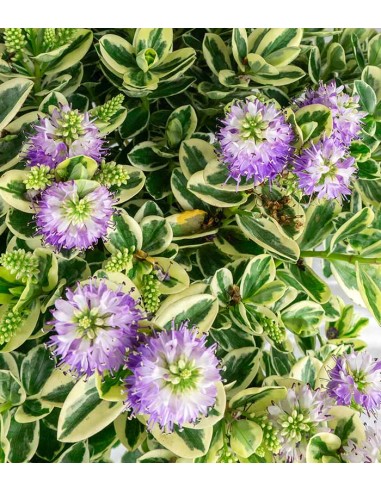 Veronica variegata H40 cm in vaso Ø17...
