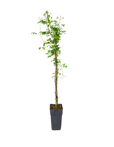 Clematis (Clematide) – Rampicante con...