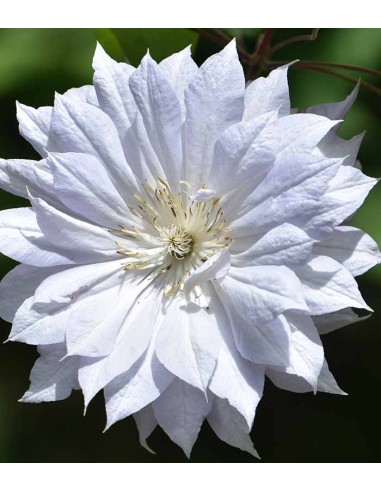 Clematis (Clematide) – Rampicante con...