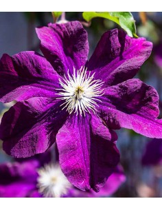 Clematis (Clematide) –... 2
