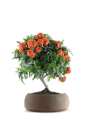 Pyracantha Angustifolia