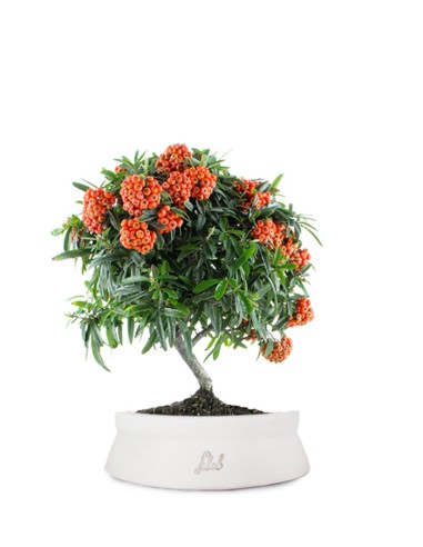 Pyracantha Angustifolia