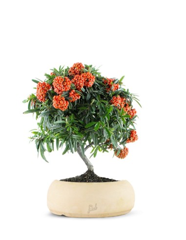 Pyracantha Angustifolia