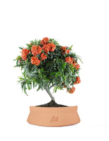 Pyracantha Angustifolia