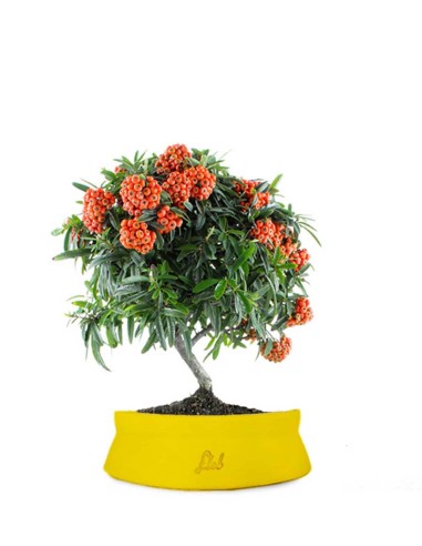 Pyracantha Angustifolia