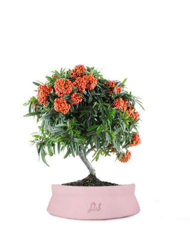 Pyracantha Angustifolia