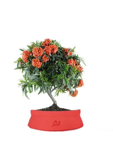 Pyracantha Angustifolia